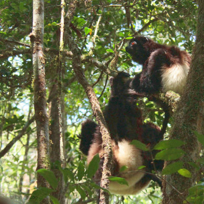 Milne-Edwards's Sifaka, Ranomafana NP, Madagascar