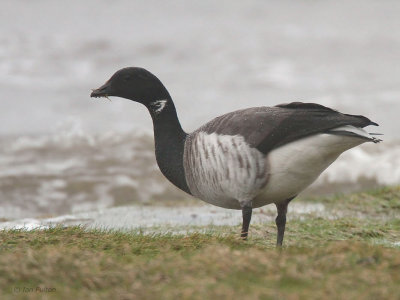 Pale-bellied Brent Goose, Helensburgh, Clyde