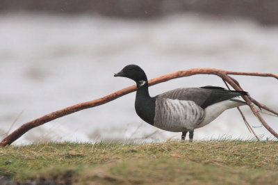Pale-bellied Brent Goose, Helensburgh, Clyde