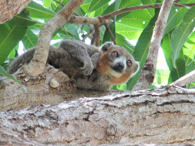 Mongoose Lemur, Katsepy Lighthouse, Madagascar