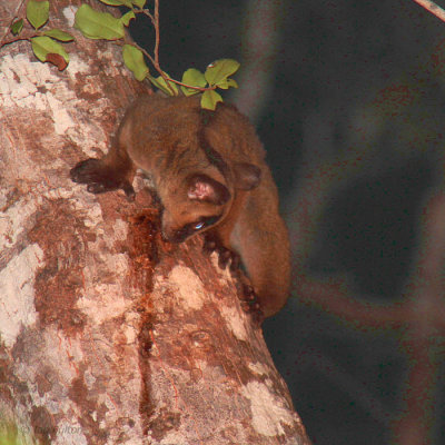 Pale Fork-marked Lemur, Kirindy NP, Madagascar