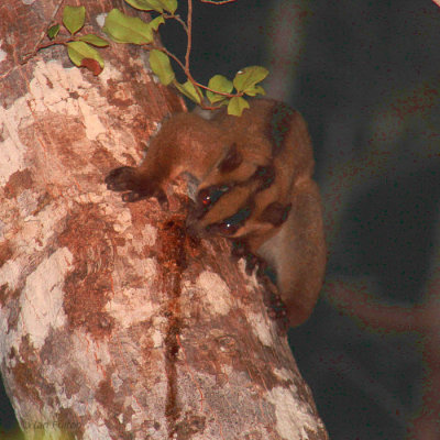 Pale Fork-marked Lemur, Kirindy NP, Madagascar