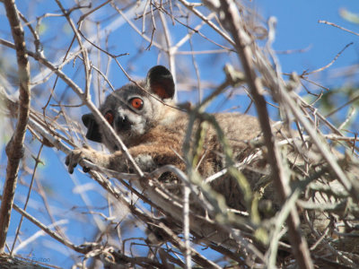 Petter's Sportive Lemur, Parc Mosa-Ifaty, Madagascar