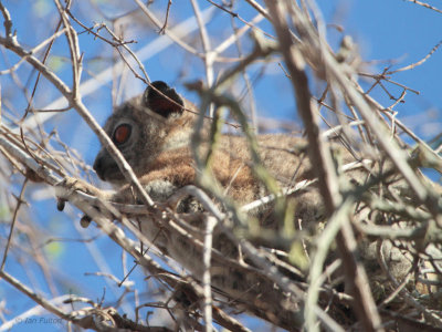 Petter's Sportive Lemur, Parc Mosa-Ifaty, Madagascar