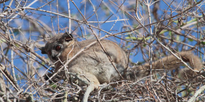 Petter's Sportive Lemur, Parc Mosa-Ifaty, Madagascar
