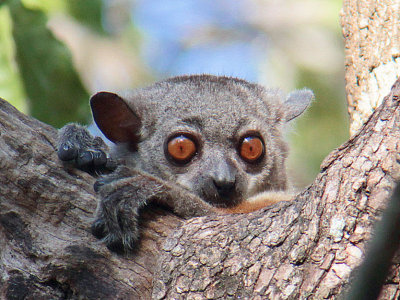 Randrianasolos Sportive Lemur, Tsingy de Bemaraha, Madagascar