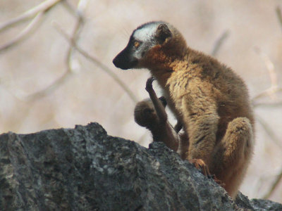 Red-fronted Brown Lemur, Tsingy de Bemaraha, Madagascar