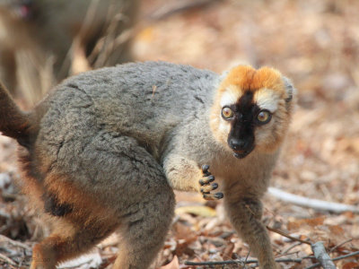 Red-fronted Brown Lemur, Kirindy NP, Madagascar