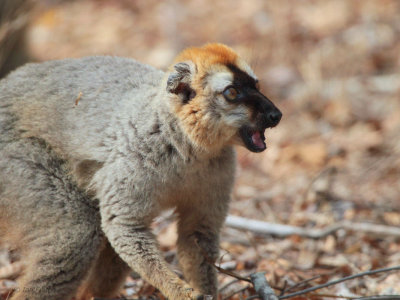 Red-fronted Brown Lemur, Kirindy NP, Madagascar