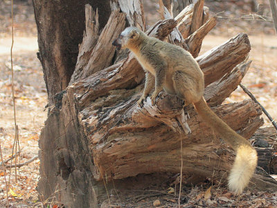 Red-fronted Brown Lemur, Kirindy NP, Madagascar