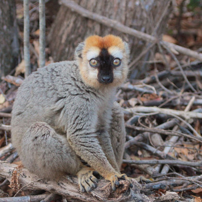 Red-fronted Brown Lemur, Kirindy NP, Madagascar