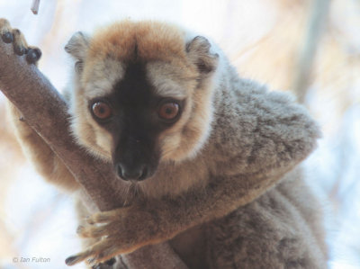 Red-fronted Brown Lemur, Kirindy NP, Madagascar