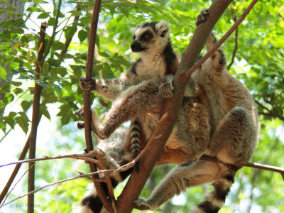 Ring-tailed Lemur, Anja Community Reserve, Madagascar