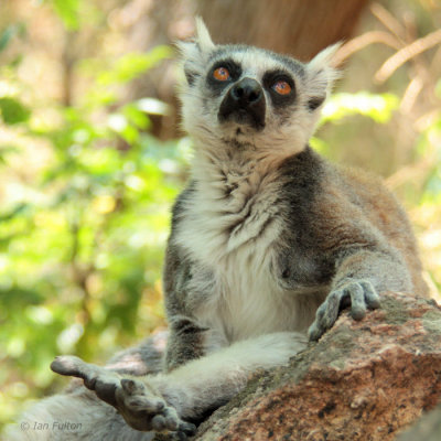 Ring-tailed Lemur, Anja Community Reserve, Madagascar