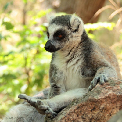 Ring-tailed Lemur, Anja Community Reserve, Madagascar