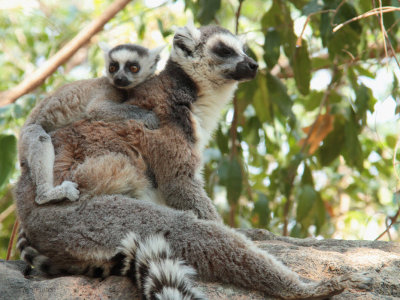 Ring-tailed Lemur, Anja Community Reserve, Madagascar