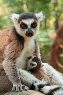 Ring-tailed Lemur, Anja Community Reserve, Madagascar