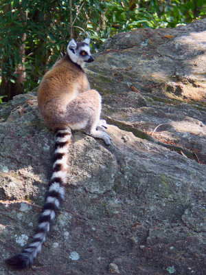 Ring-tailed Lemur, Isalo NP, Madagascar