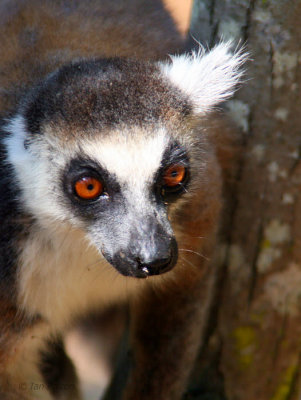 Ring-tailed Lemur, Isalo NP, Madagascar