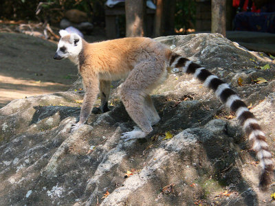 Ring-tailed Lemur, Isalo NP, Madagascar