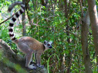 Ring-tailed Lemur, Isalo NP, Madagascar