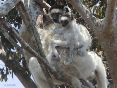 Verreaux's Sifaka, Zombitse NP, Madagascar