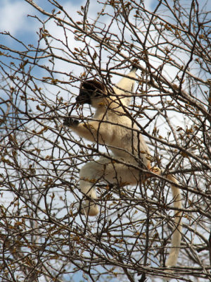 Verreaux's Sifaka, Kirindy NP, Madagascar