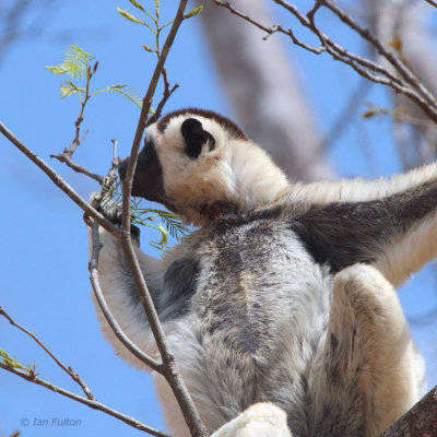 Verreaux's Sifaka, Kirindy NP, Madagascar