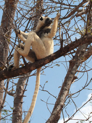 Verreaux's Sifaka, Kirindy NP, Madagascar