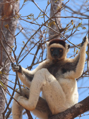 Verreauxs Sifaka, Kirindy NP, Madagascar