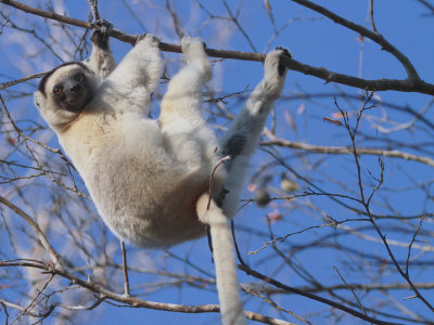 Verreaux's Sifaka, Kirindy NP, Madagascar