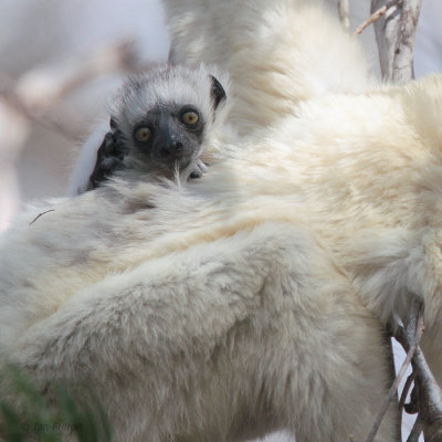 Verreaux's Sifaka, Tsingy de Bemaraha, Madagascar