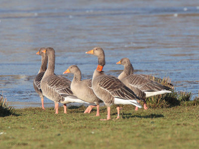Greylag Goose, Carbarns Pool, Clyde