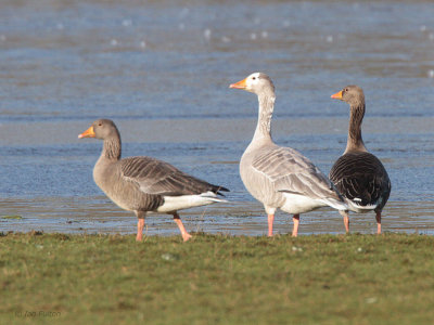 Greylag Goose (leuchistic), Carbarns Pool, Clyde