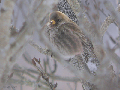 Asian Rosy Finch, Nemuro, Hokkaido, Japan