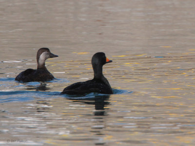 Black Scoter, Ochiishi Harbour, Hokkaido, Japan