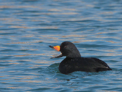 Black Scoter, Ochiishi Harbour, Hokkaido, Japan