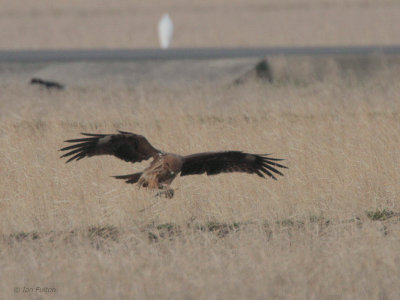 Black-eared Kite, Izumi, Kyushu, Japan