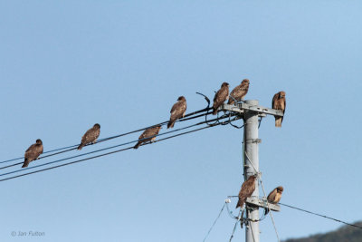 Black-eared Kite, Kadagawa Harbour, Kyushu, Japan