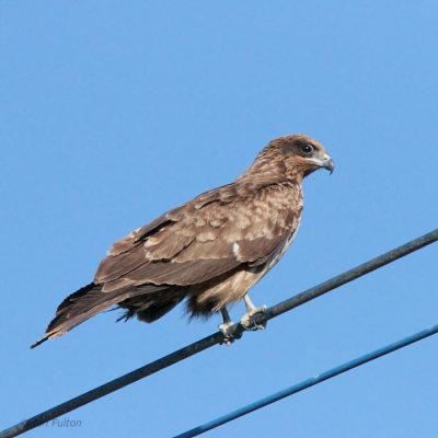 Black-eared Kite, Kadagawa Harbour, Kyushu, Japan