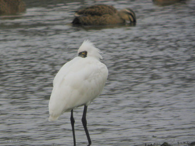 Black-faced Spoonbill, near Izumi, Kyushu, Japan