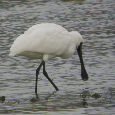 Black-faced Spoonbill, near Izumi, Kyushu, Japan