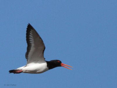 Oystercatcher, Ring Point-Loch Lomond NNR, Clyde