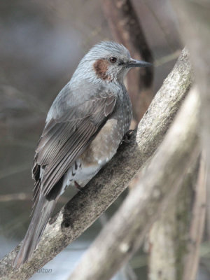 Brown-eared Bulbul, Karuizawa-Honshu, Japan