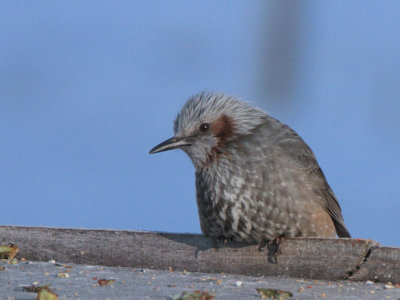 Brown-eared Bulbul, Lake Furen-Hokkaido, Japan