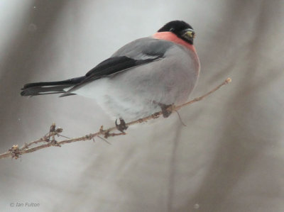 Grey-bellied Bullfinch, Karuizawa, Honshu, Japan