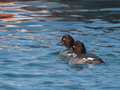 Common Goldeneye, Ochiishi Harbour, Hokkaido, Japan