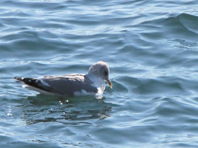 Common Gull (Kamchatka Gull), Nemuro, Hokkaido, Japan