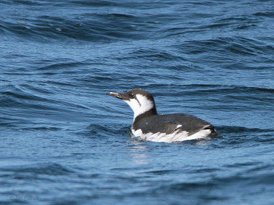 Common Guillemot (or Murre),Ochiishi Harbour ,Hokkaido, Japan