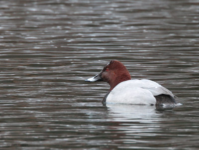 Common Pochard, Karuizawa, Honshu, Japan